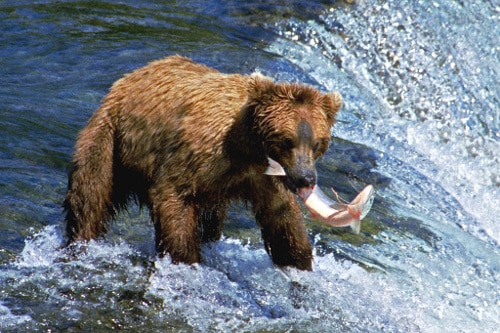 bear catching fish in stream